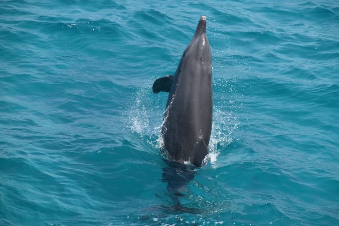 Dolphin House and Banana Boat Fun from Hurghada - Who Should Book This Tour From Hurghada (and Who Might Want Another Option)