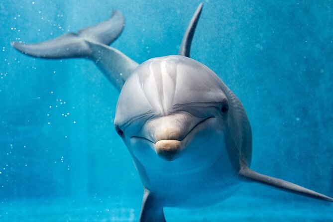Dolphin House Royal Sea Trip Water Sports W/Transfer - HURGHADA - Getting Picked Up Early in Hurghada (and Staying Sane)