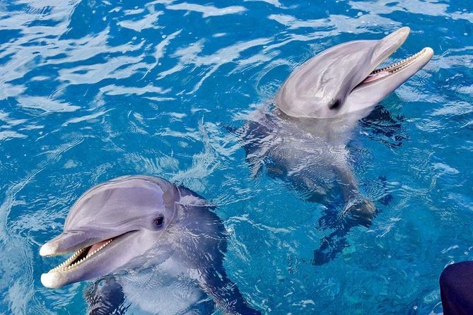 Dolphin House Royal Sea Trip Water Sports W/Transfer - HURGHADA - Banana and Quadra: Water Sports You Can Actually Use