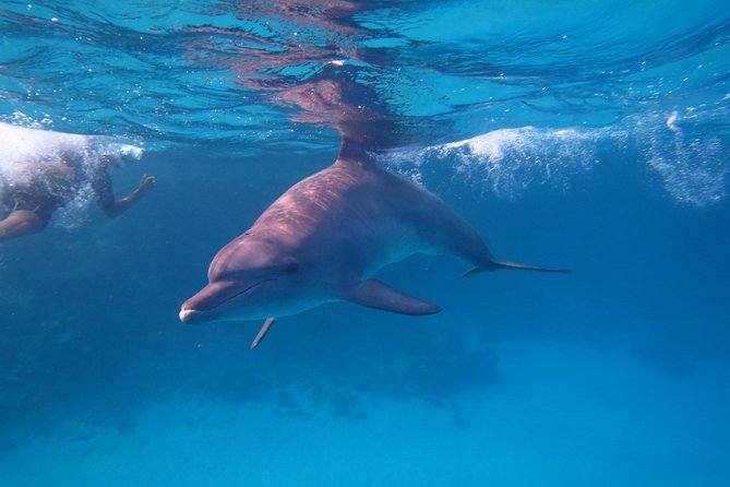 Dolphin House Royal Sea Trip Water Sports W/Transfer - HURGHADA - The Boat Day: How the 8 Hours Tend to Feel