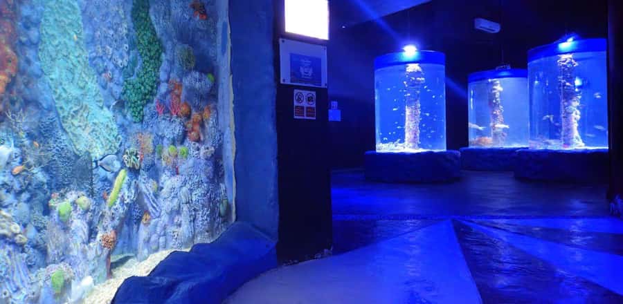 Entry Ticket: Grand Aquarium Hurgada - Rainforest exhibit: a scene change with birds and reptiles