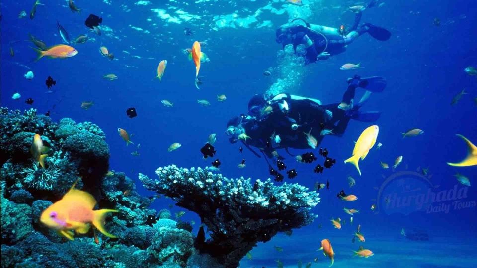 From Sharm: Ras Muhammed & White Island By Boat & intro Dive - Who should book this Ras Muhammad and White Island boat day