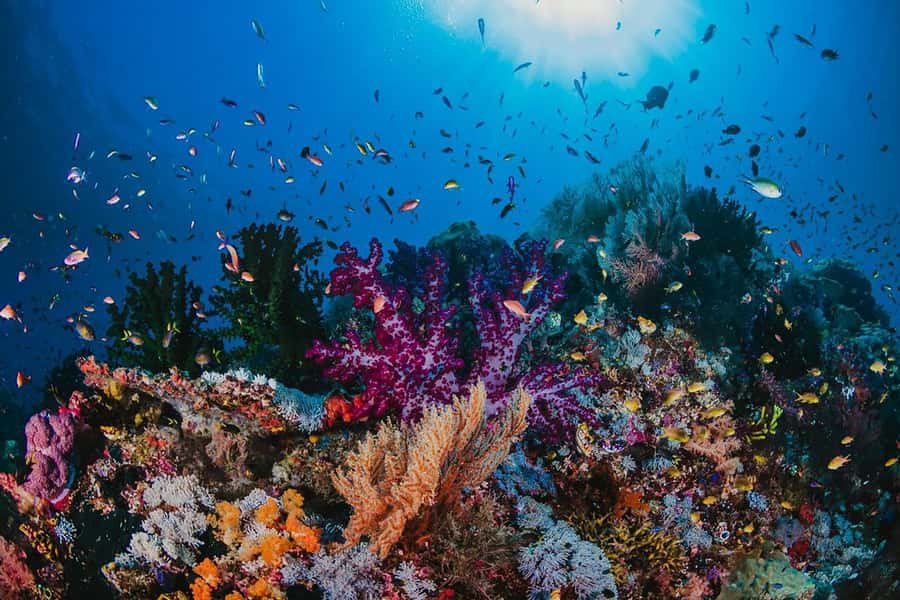 From Sharm: White Island and Ras Mohamed Snorkeling Trip - Price and value: does $29 add up?