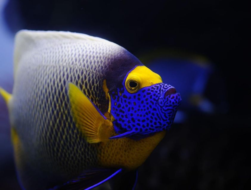 From Sharm: White Island and Ras Mohamed Snorkeling Trip - The scuba option at Ras Mohamed: who it’s for and what to expect