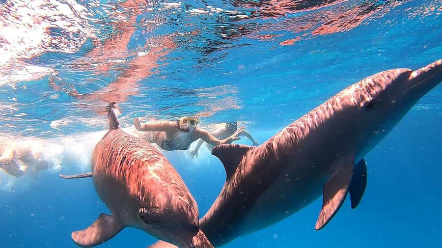From Sharm: White Island and Ras Mohamed Snorkeling Trip - The pace of a 6-hour trip: how the breaks and timing really feel