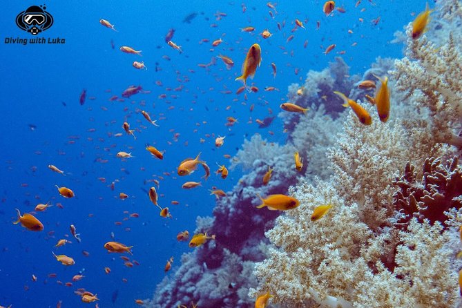 Full day diving with private guide, lunch drinks transportation - Two Underwater Spots in the Red Sea: More Variety for Your Time