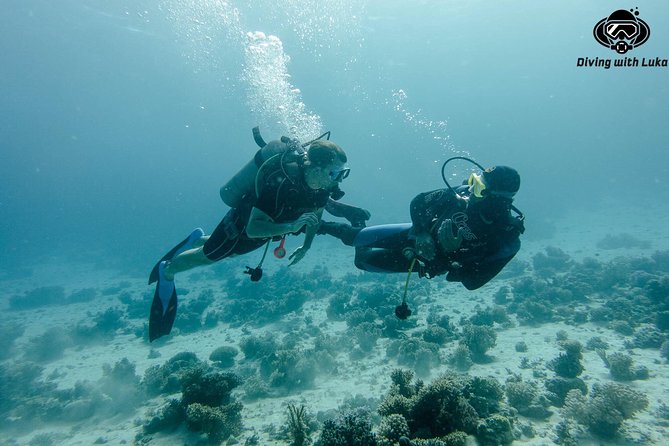 Full day diving with private guide, lunch drinks transportation - Between Sessions: Lunch That Keeps the Day Going