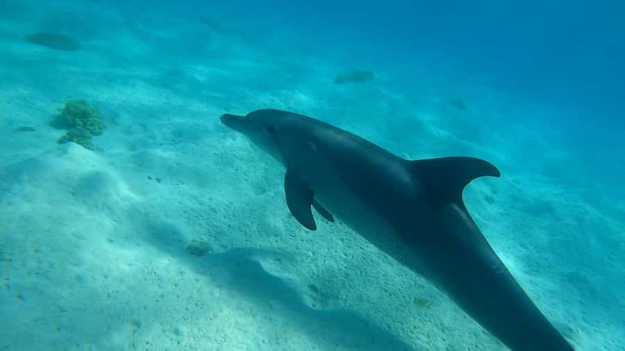 Hurghada: 3 Islands, Dolphins & Snorkel Yacht Trip w/ Lunch - Orange Bay: the laid-back Caribbean-style island hour