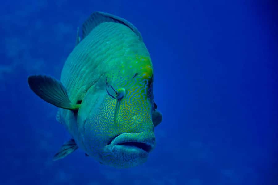 Hurghada: 3 Islands, Dolphins & Snorkel Yacht Trip w/ Lunch - Lunch and drinks onboard: real food, not just snacks