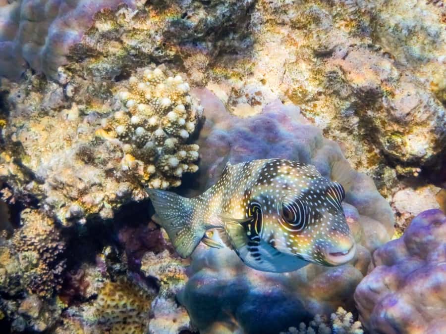 Hurghada: 3 Islands, Dolphins & Snorkel Yacht Trip w/ Lunch - Magawish Islands: more time to snorkel, sunbathe, and breathe