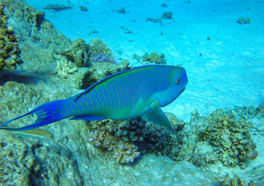 Hurghada: 3 Islands, Dolphins & Snorkel Yacht Trip w/ Lunch - The little details that make or break a day like this
