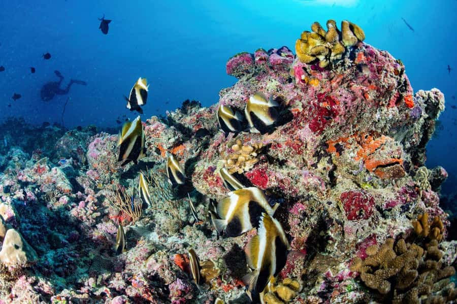 Hurghada: 3 Islands, Dolphins & Snorkel Yacht Trip w/ Lunch - Who this yacht trip is best for (and who should skip it)