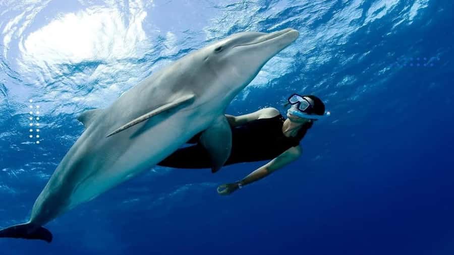 Hurghada: All-Inclusive Elite VIP Dolphin House & Massage - Key Things I’d Book This For