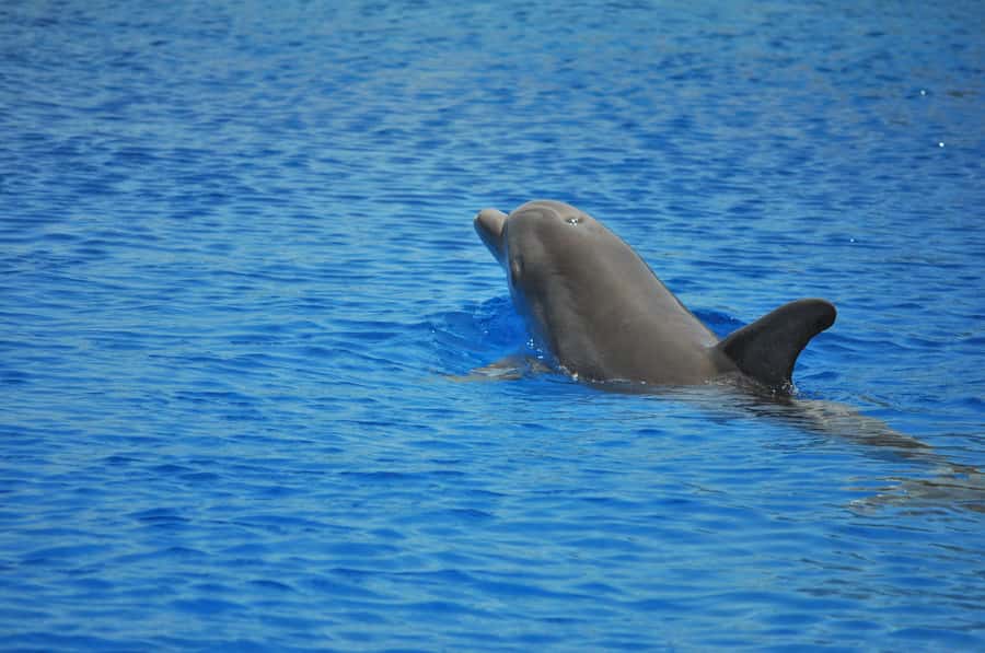 Hurghada: All-Inclusive Elite VIP Dolphin House & Massage - Snorkel Stops with an Instructor: Coral Gardens Without the Rush