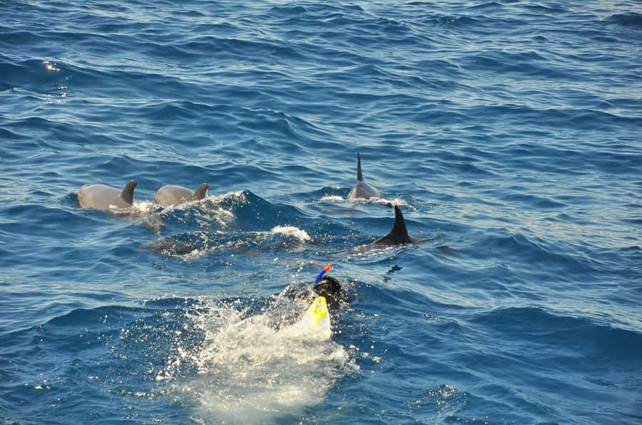 Hurghada: All-Inclusive Elite VIP Dolphin House & Massage - The Back Massage Moment: Why This Matters After Salt Water