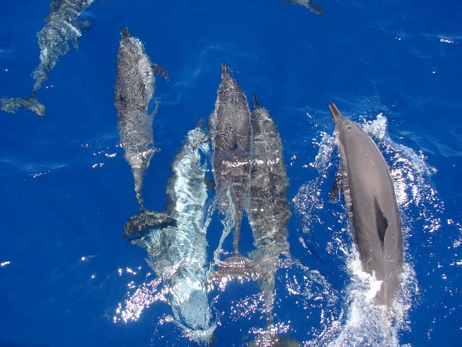 Hurghada: All-Inclusive Elite VIP Dolphin House & Massage - Dolphin House Encounters: How Close Is Close?
