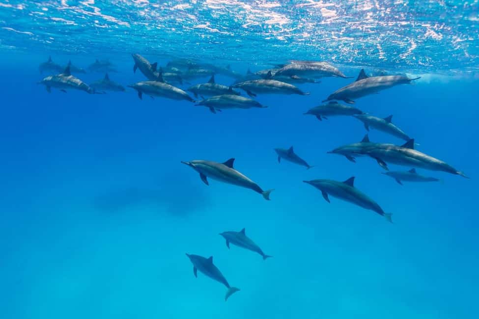 Hurghada: Dolphin Watching Boat Tour with Snorkeling & Lunch - Price and value: why $25 can work better than pricier options