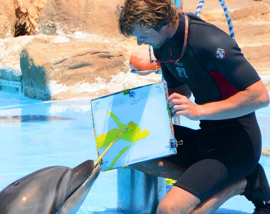 Hurghada: Dolphin World Show with Walruses and Pickup - Trainers and animal care: what to look for (and what not to assume)