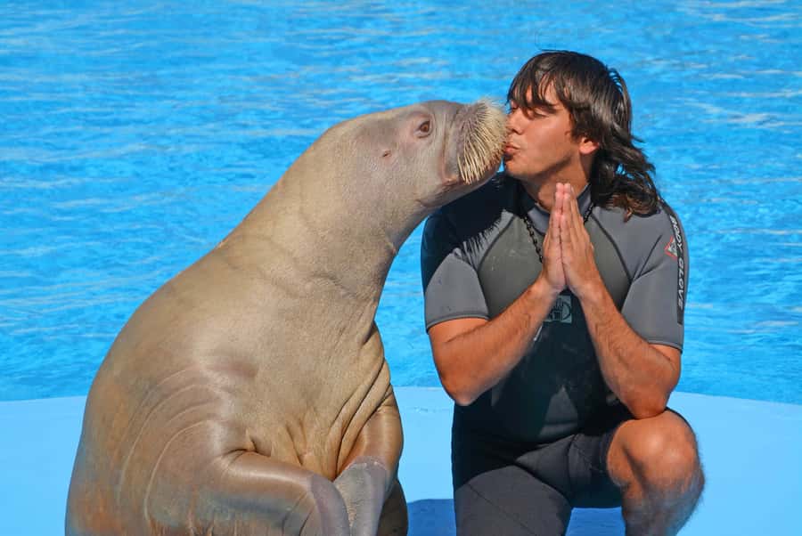 Hurghada: Dolphin World Show with Walruses and Pickup - Where the money goes: photos, videos, and souvenir pressure