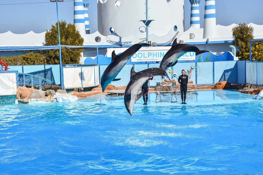 Hurghada: Dolphin World Show with Walruses and Pickup - Who this tour is best for