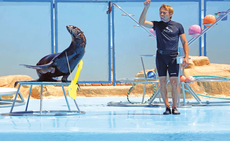 Hurghada: Dolphin World Show with Walruses and Pickup - Should you book Dolphin World Hurghada with pickup?