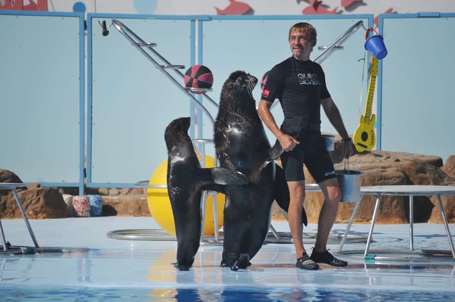Hurghada: Dolphin World Show with Walruses and Pickup - Getting There: Hurghada Pickup, Air-Conditioned Comfort, and Mobile Ticket Ease