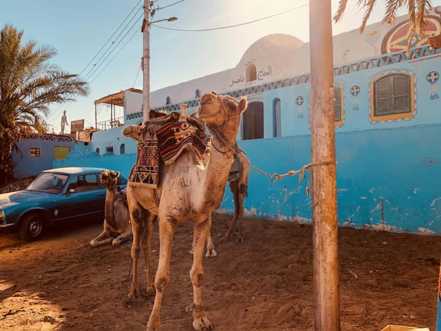 Hurghada: Morning Quad Bike Tour, Camel Ride and Transfer - The Logistics That Make or Break a Desert Tour