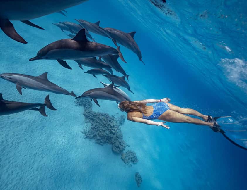 Hurghada or Makadi: Discover the Magic of Dolphin House - Dolphin House in the Red Sea: what you’re really paying for