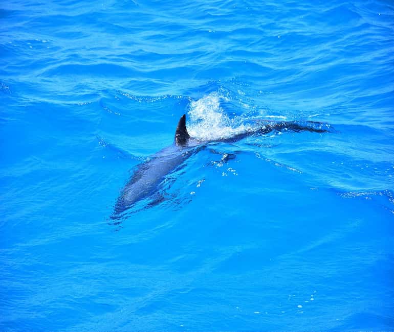 Hurghada or Makadi: Discover the Magic of Dolphin House - Who this tour is best for (and who should skip it)