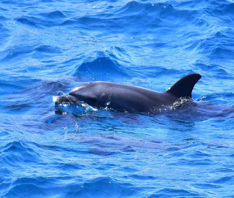 Hurghada or Makadi: Discover the Magic of Dolphin House - Should you book this Dolphin House trip with FLY NEMO TOURS?