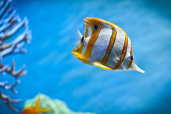 Hurghada: Orange Bay, Snorkeling, Watersports, Lunch & Drinks - Price check: what $17.50 gets you (and why it often feels fair)
