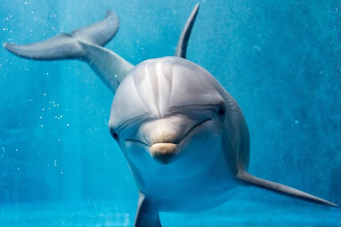 Hurghada: Private 4 Hours Speedboat Dolphin House Snorkling Tour - The El Mina wreck: why this stop is a big deal
