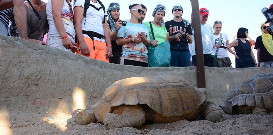 Hurghada: Quad Bike, Camel, Show, Dinner, & Stargazing Trip - Value Check: What You Get for Around $16