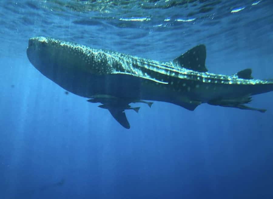 Hurghada: Royal Seascope Submarine Cruise with Snorkel Stop - The 20-Minute Snorkel Stop: Small Time, Real Payoff