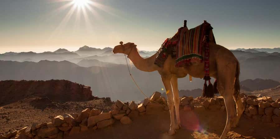 Hurghada: Sea & Desert Camel Ride w/Dinner, Show, Stargazing - Stargazing under Hurghada skies: when it’s magic and when it’s just stars