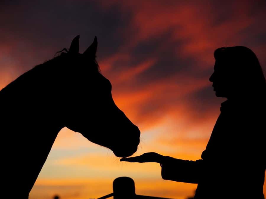 Hurghada: Sea & Desert Horse Tour, Stargazing, Dinner & Show - Key things I’d circle on your plan