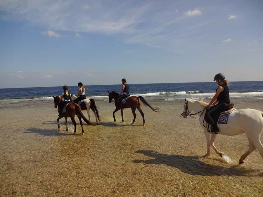 Hurghada: Sea & Desert Horse Tour, Stargazing, Dinner & Show - Dinner, dance show, and the telescope view of the night sky