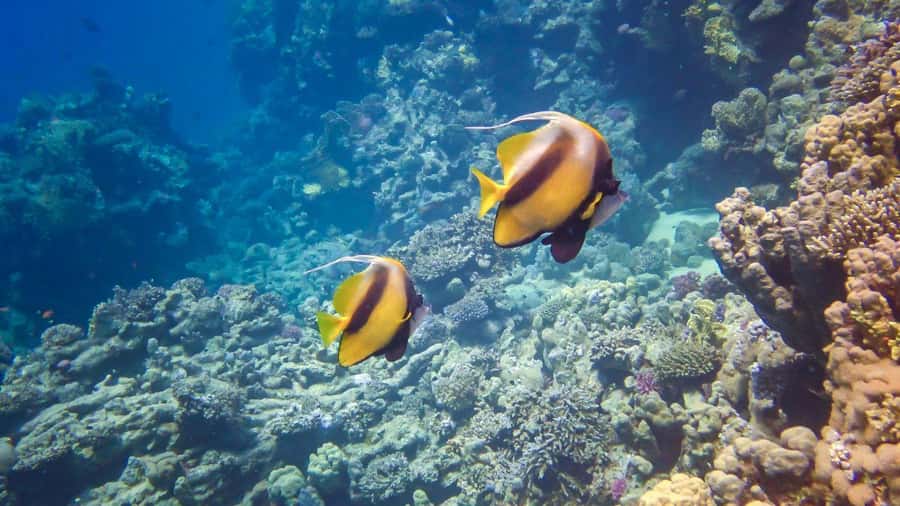 Hurghada: Speedboat Dolphin Watching & Snorkeling with Lunch - Should You Book This Hurghada Dolphin Speedboat Tour?