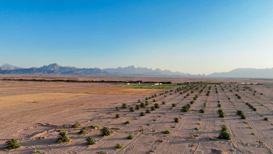 Hurghada: Star Stargazing Desert Adventure by Jeep & Dinner - Short Rides That Still Feel Like an Event: Camel and Horse Time