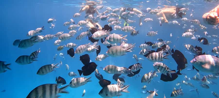 Hurghada: White Island Speedboat Tour, Snorkeling, & Lunch - Giftun Islands National Park: the snorkeling stops that matter