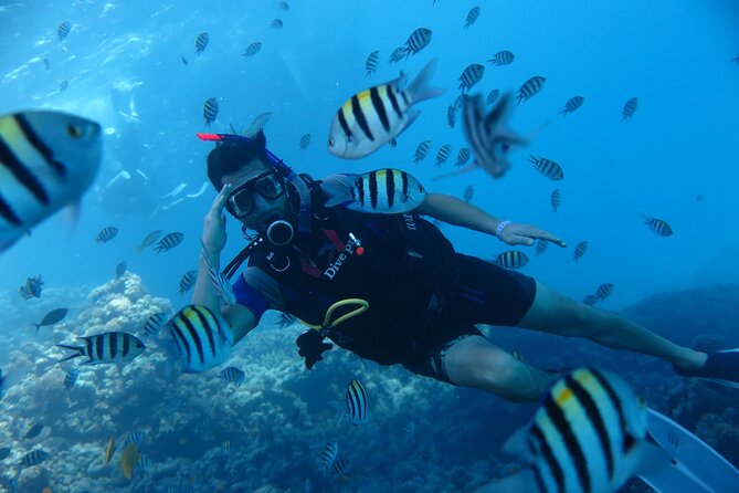 Intro Diving 2 Stops For Beginners with Pick-up and Lunch - Hurghada - Transfers and timing: where you gain time (and where you lose it)