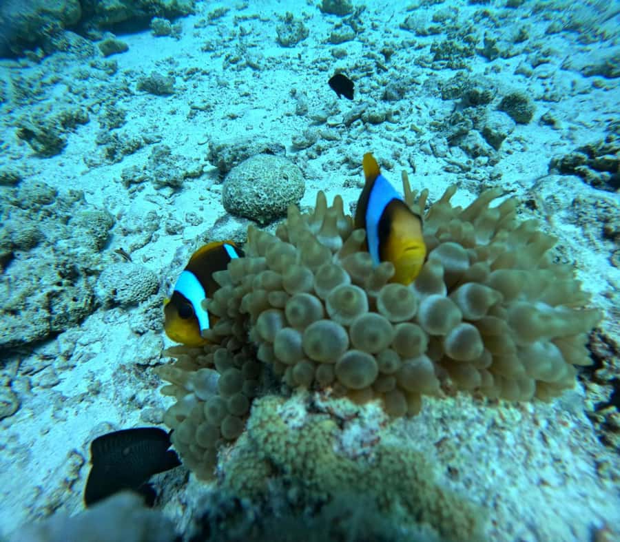 Intro Diving Beginner and Discover Red Sea Underwater - Safety, Instruction, and the Names You’ll Hear on the Boat