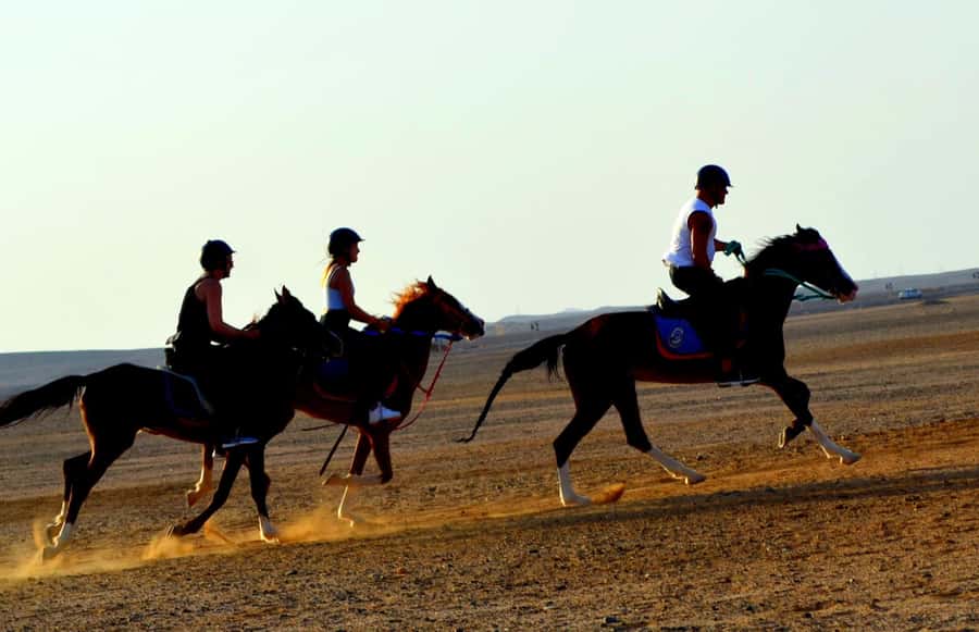 Marsa Alam: Sea and Desert Horse Riding Tour - Who This Ride Is (and Isn’t) For