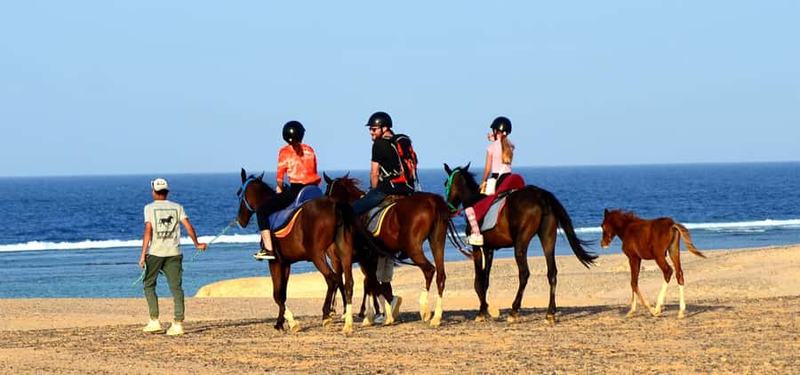 Marsa Alam: Sea and Desert Horse Riding Tour - The 2-Hour Ride: Desert Trails Plus Red Sea Shore Views