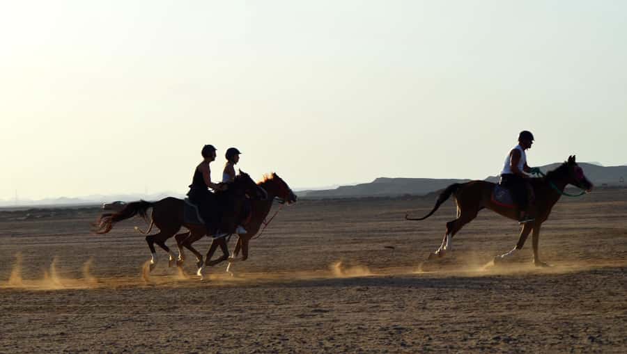 Marsa Alam: Sea and Desert Horse Riding Tour - Which Pickup Option Fits Your Hotel (Coraya, Port Ghalib, Abu Dabbab, and More)