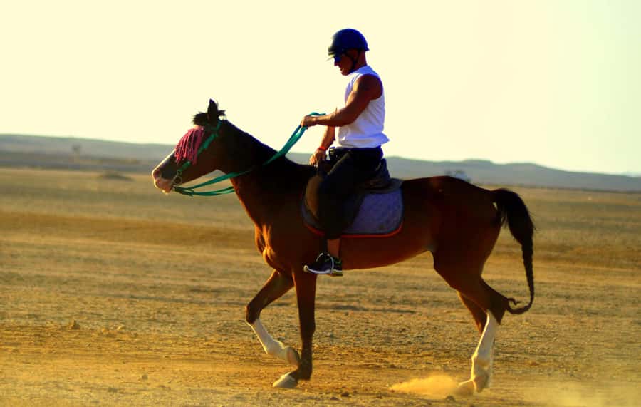 Marsa Alam: Sea and Desert Horse Riding Tour - How the Tour Works for Beginners vs Experienced Riders