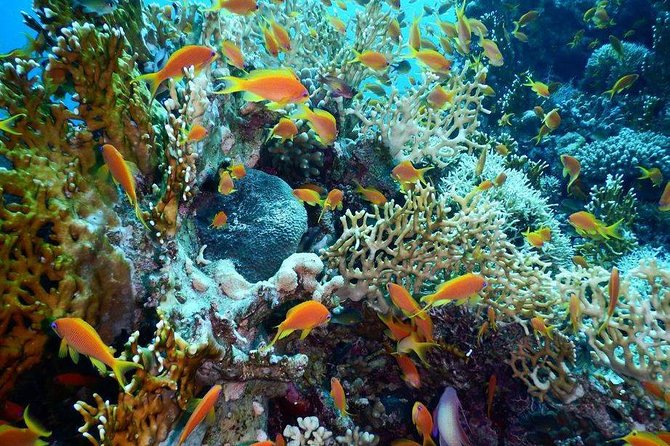 Red Sea Diving Trip from Hurghada: Beginner to Advanced Divers - Key highlights that matter in real life