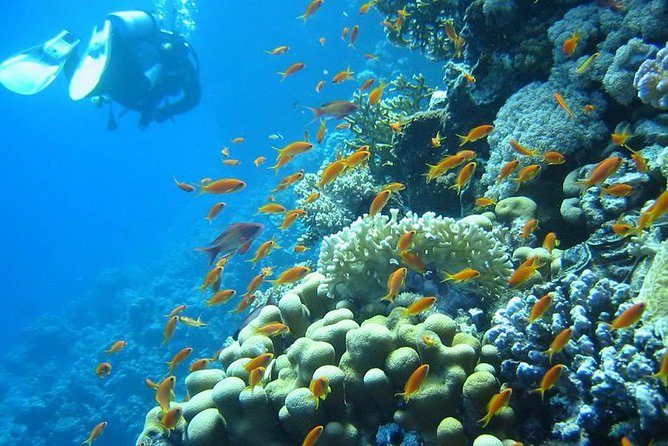 Red Sea Diving Trip from Hurghada: Beginner to Advanced Divers - Equipment, instructors, and the safety-by-attention factor