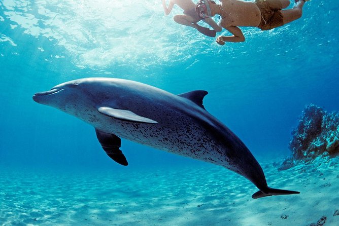 ROYAL Dolphin House & Water Sports Snorkeling Sea Trip - Hurghada - Dolphin House reserve: snorkeling gear, instructor support, and marine magic