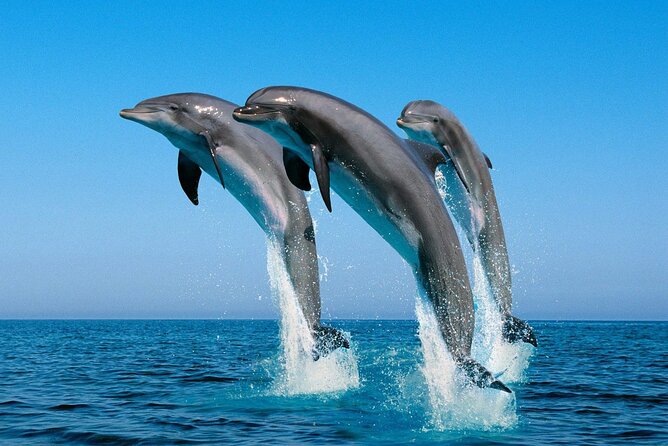ROYAL Dolphin House & Water Sports Snorkeling Sea Trip - Hurghada - Value for money at around $10: a smart deal with a couple of cash extras
